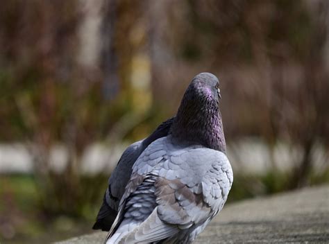 Doves Birds Pigeons Free Photo On Pixabay