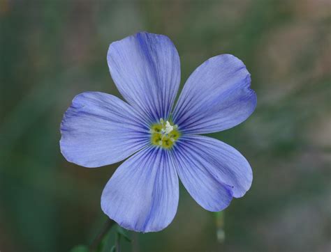Fileblue Flax Linum Perenne Lewisii Appar Flower 2614px