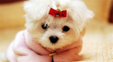 35 Cutest Dog Photo Ideas Thatre So Darn Adorable Fallinpets