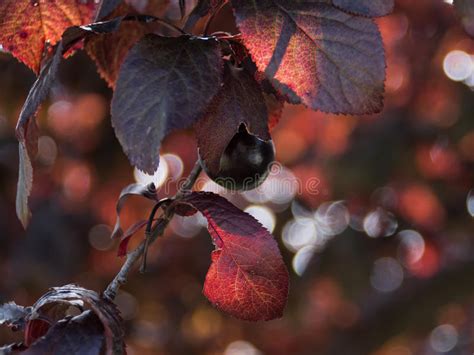 Plum In A Tree Dark Red Leaves Stock Photo Image Of Abstract