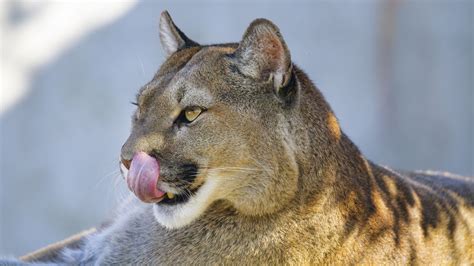 Download Wallpaper 1920x1080 Puma Protruding Tongue Animal Predator