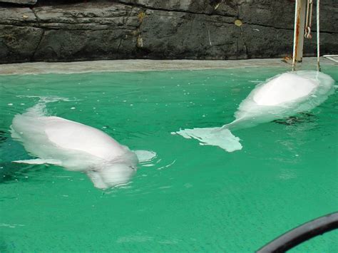 White Whale Beluga Delphinapterus Leucas 흰고래 Image Only