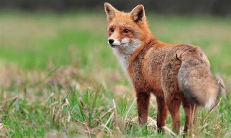 Are Foxes Nocturnal Pests Banned