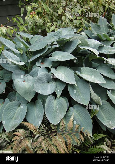 Hostas And Ferns Hi Res Stock Photography And Images Alamy