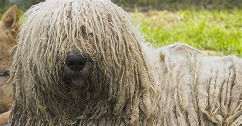 Lovable Long Haired Dogs