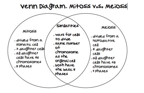Picture 1 Mitosis Mitosis Vs Meiosis Mitosis Meiosis