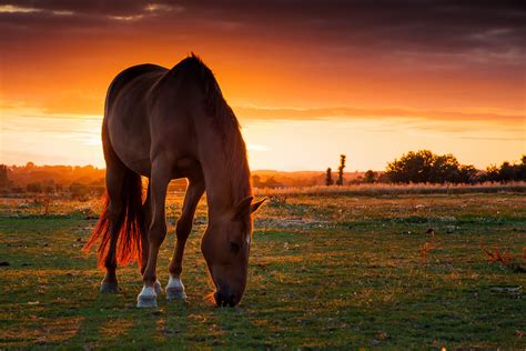 Horse Field Pasture Wallpaper Hd Animals 4k Wallpapers Images