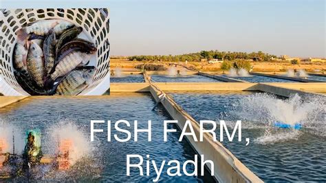 Places To Visit In Riyadh Saudi Arabia Fish Farm Feel The Real