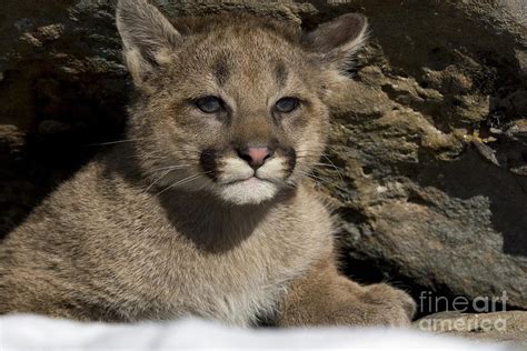 Cougar Cub Photograph By Linda Freshwaters Arndt Fine Art America