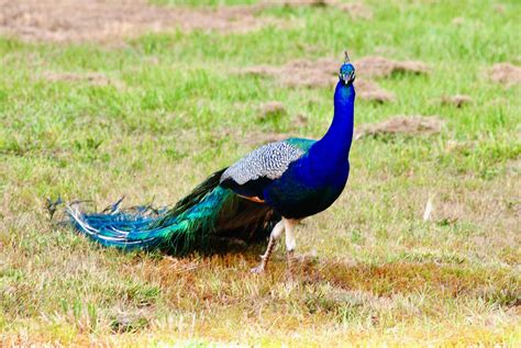 Indian Peacock Images