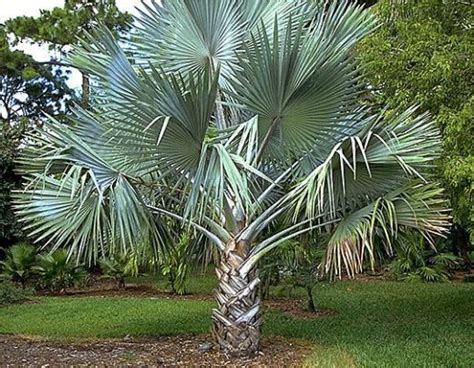 Palm Tree Varieties Common And Latin Names Florida Palm Trees