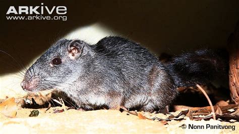 Population Genetics Of The Endangered Laotian Rock Rat Laonastes