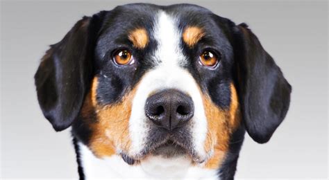 entlebucher mountain dog breed information american kennel club