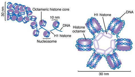 Histone Protein Structure
