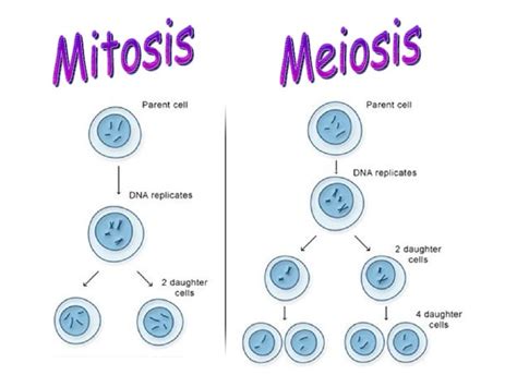 How Do The Steps Of Meiosis Differ From Mitosis Socratic