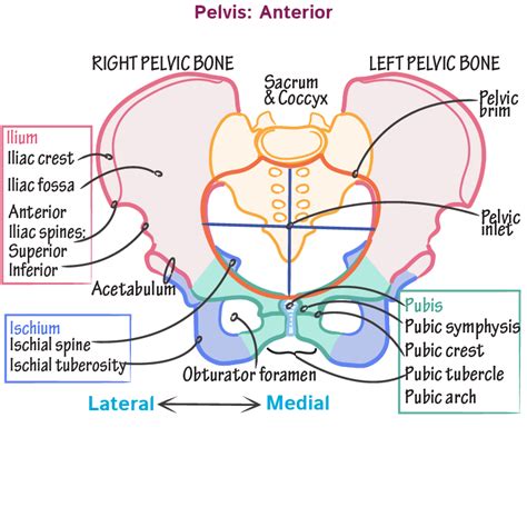 Pelvic Bone Anatomy Ct Bone And Soft Tissue Tumors Of Hip And Pelvis