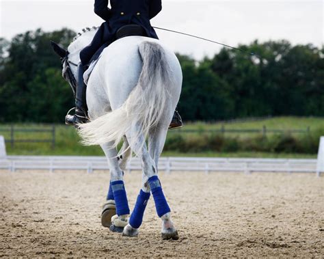Concours Dressage Cheval And Equitation Le Paturon