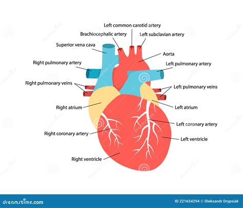 Heart Anatomy With Descriptions Educational Diagram With Human