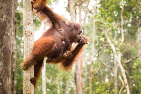 The recent expansion of vast monocrop oil palm plantations in asia, the neotropics, and africa threatens large areas of tropical rain forests. Top 10 Unique Wild Animals in Indonesia | ICS Travel Group