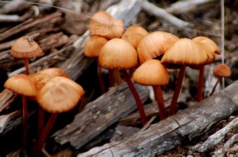 Decomposers and scavengers break down dead plants and animals. EduPic Fungi Images