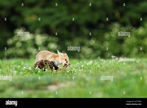 Young Red Fox Eat Prey On Meadow Vulpes Vulpes Stock Photo Alamy