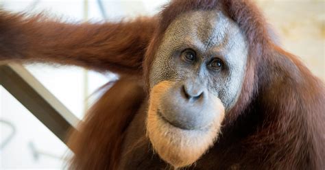 Meet Rocky The Orangutan The Giant Ape Who Has Learnt To Talk Like A