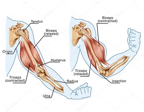 Movement Of The Arm And Hand Muscles Board — Stock Photo © Stihii