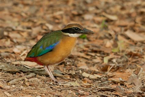Photos 10 Rare And Colourful Birds Of India Indias Endangered