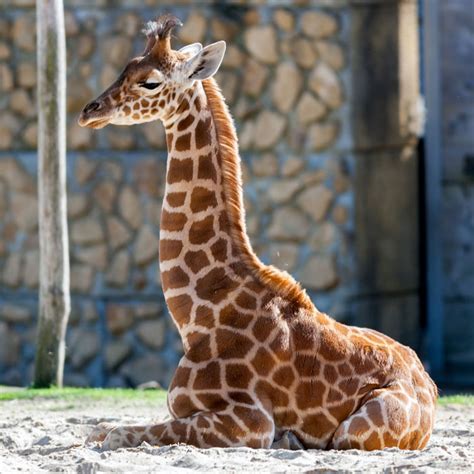 21 Photos Of Cute Baby Giraffes That Will Make Your Day Better Bored