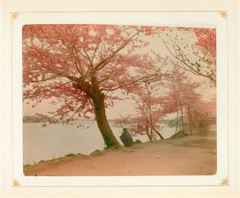 Cherry Blossoms At Tokyo Nypl Digital Collections