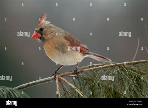 Female Cardinal Perches On Pine Branch Stock Photo Alamy