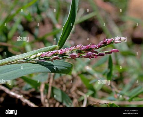 Smooth Crabgrass Smooth Finger Grass Digitaria Ischaemum Blooming