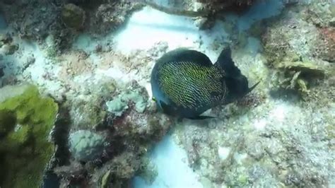 French Angelfish Eating On The Reef Youtube