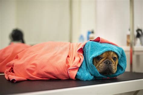 French Bulldog In Grooming Salon Stock Photo Image Of Groomer
