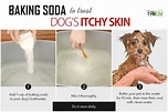 Home Remedies to Deal with Itchy Skin in Dogs | Top 10 Home Remedies