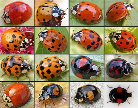 invasive ladybugs earth earthsky