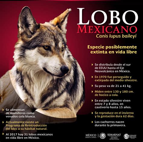 Resurge El Lobo Mexicano En El País