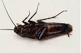 Spanish Cockroach Images