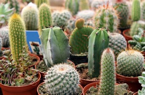 While growing, cacti and succulents should be watered at least once a week. How Often Do You Water a Cactus? | Dengarden
