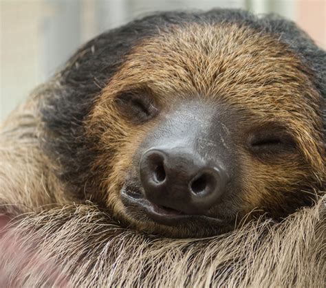Sleeping Sloth Wagrati