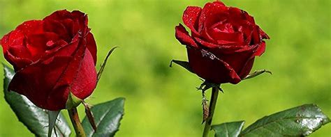 Bunga Mawar Berduri Gambar Bunga Indah