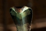 Cobra » Características, Alimentación, Hábitat, Reproducción, Depredadores