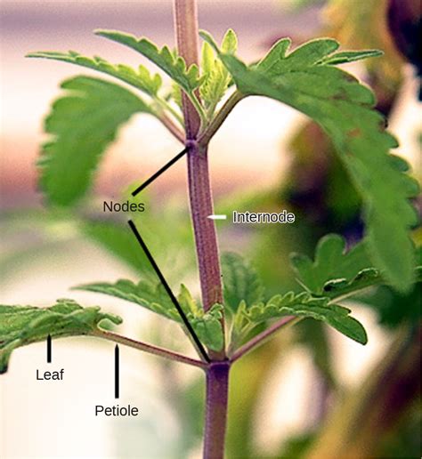 Stems Openstax Biology 2e