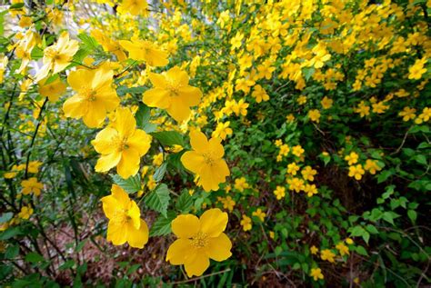 Some varieties will rebloom in late summer or early fall. 30 Shrubs That Grow in Shade