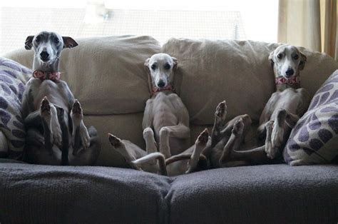 reasons whippets    friendly dogs
