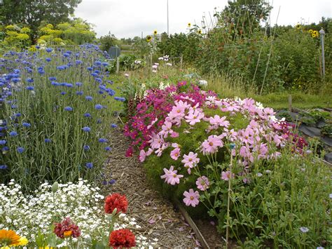 We did not find results for: The Cutting Garden... for the florists amongst you! - Busy ...