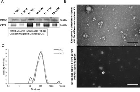 Exosomes Released By Metabotropic Glutamate Receptor 1 Grm1