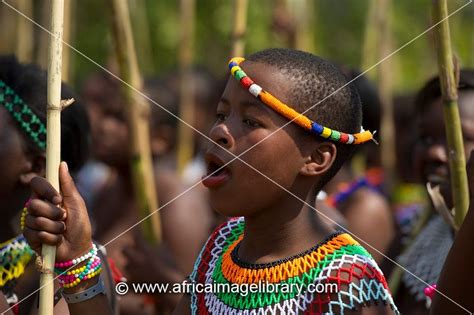 Photos And Pictures Of Zulu Maidens Deliver Reed Sticks To The King Zulu Reed Dance At