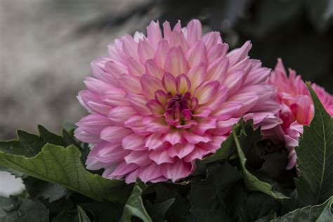 Free Images Blossom Flower Petal Bloom Color Pink Flora Dahlia Macro Photography