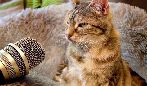 Noisy Cat Achieves New Guinness World Record For Loudest Purr Unexplained Mysteries